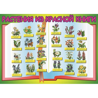 Плакат - таблица Растения из Красной книги (1,2x1,68)